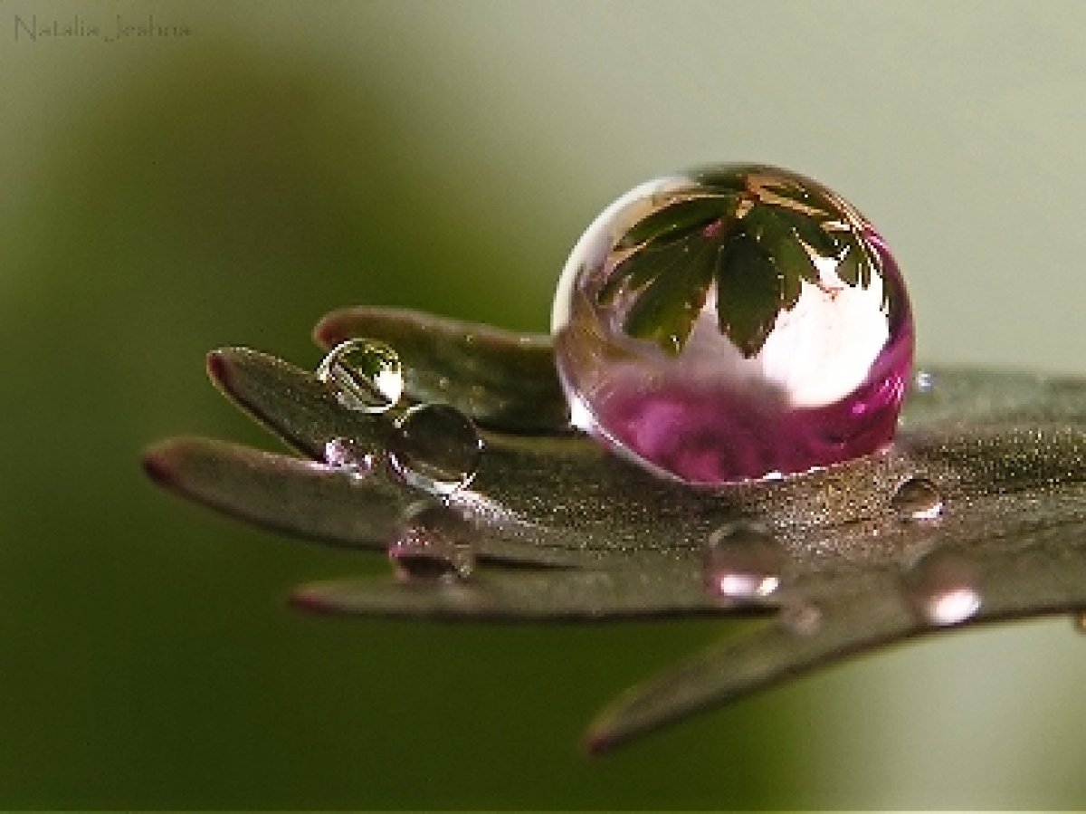 🖼